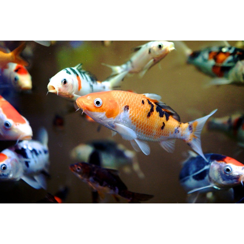 Koi