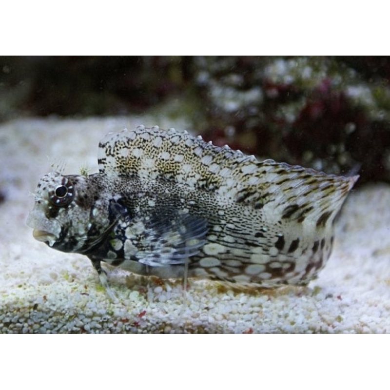 Lawnmower Blenny "Salarias fasciatus"