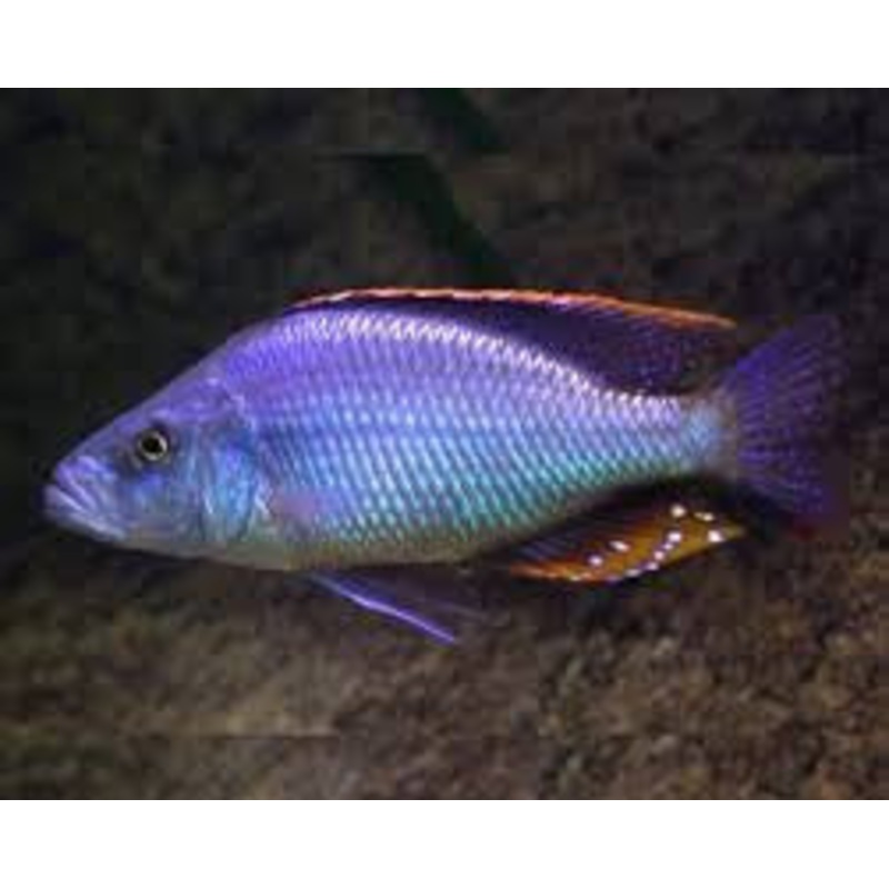 Malawi Eyebiter Cichlid "Dimidiochromis compressiceps"- 2''