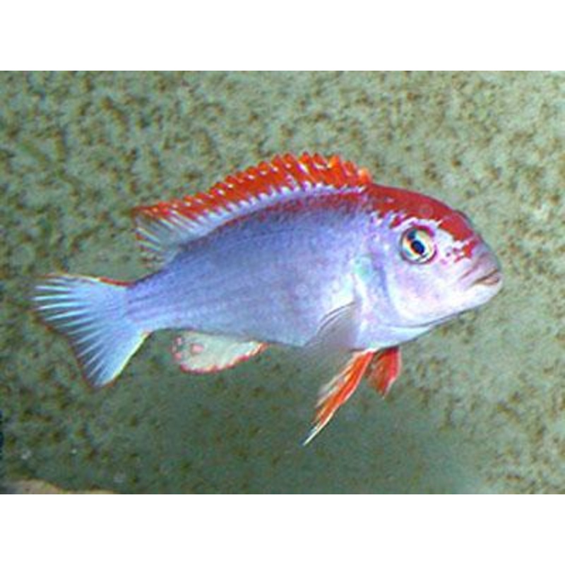 Ndumbi Red Top