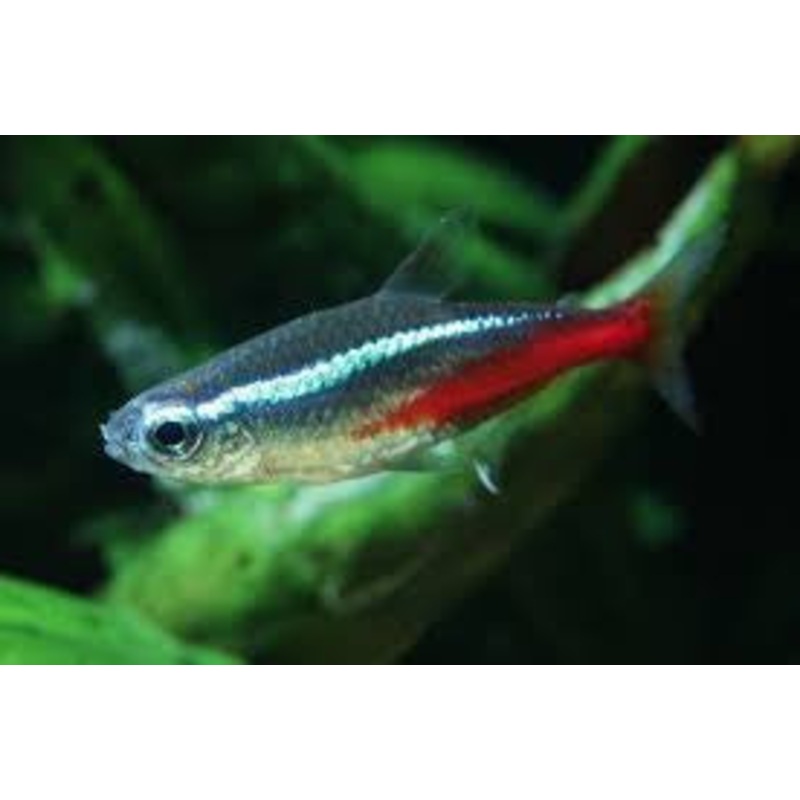 Neon Tetra "Parassheirodon innesi"