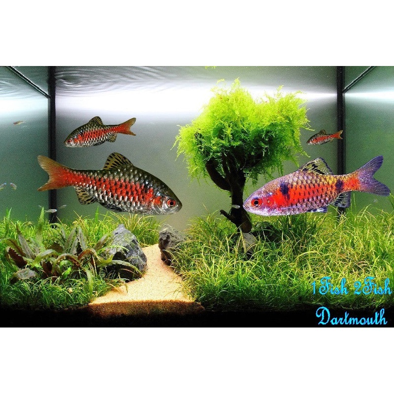 Odessa Barb "Pethia padamya"