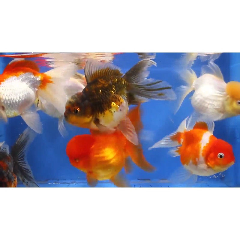 Oranda Goldfish "Carassius auratus"