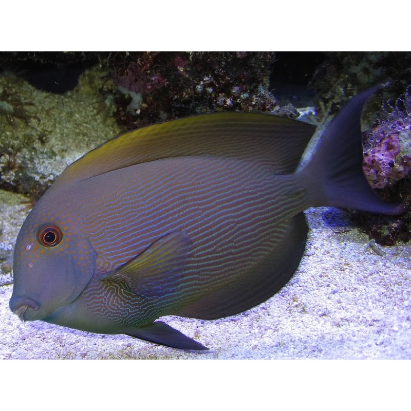 Orange Stripe Bristletooth Tang "Ctenochaetus striatus"