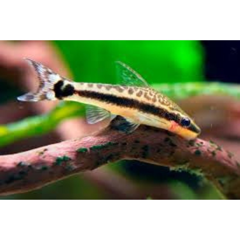 Otto Catfish "Otocinclus affinis"