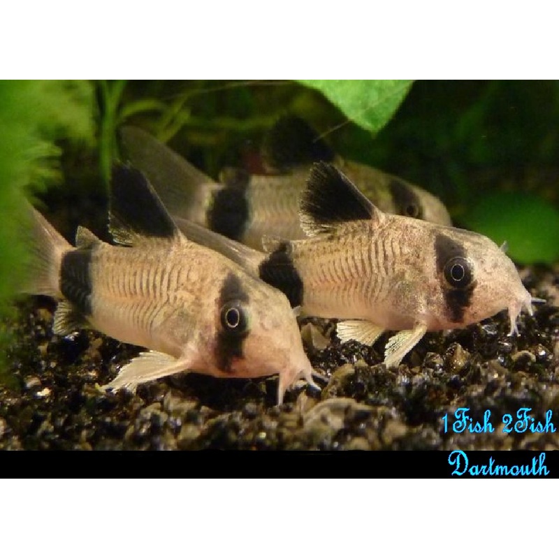 Panda Corydoras "Corydoras panda"