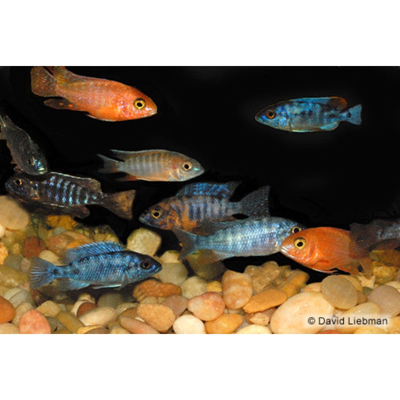 Peacock Cichlids "Aulonocara"