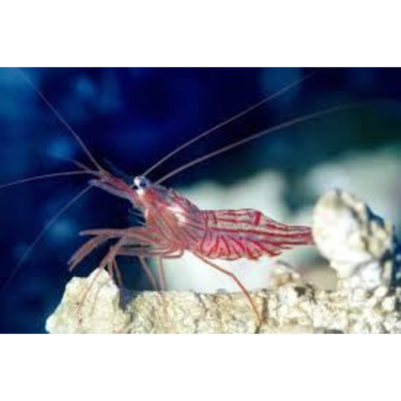 Peppermint Shrimp "Lysmata wurdemanni"