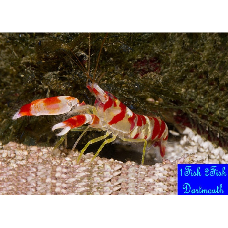 Pistol Shrimp