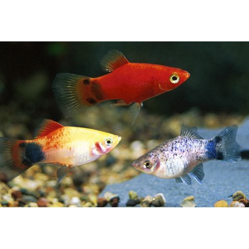 Platy Fish ''Xiphophorus maculatus''