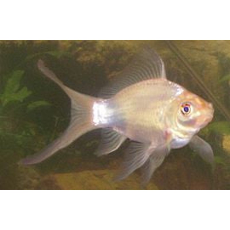 Pond Comets