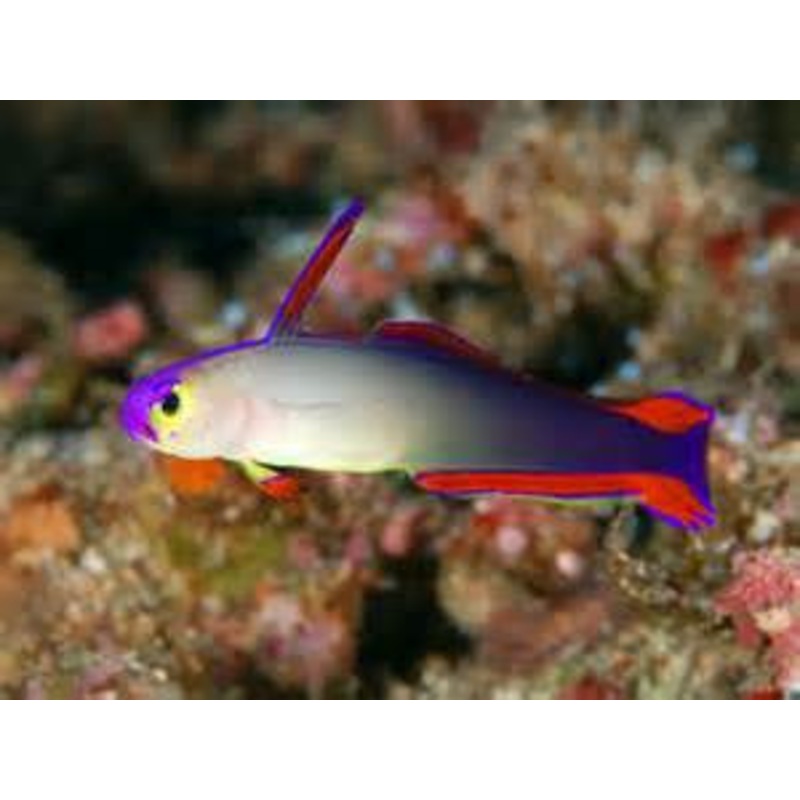 Purple Firefish "Nemateleotris decora"