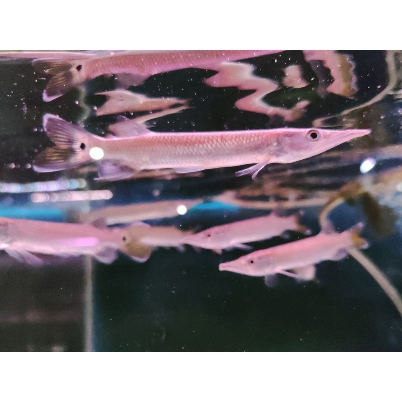 Rocket Gar "Characin"