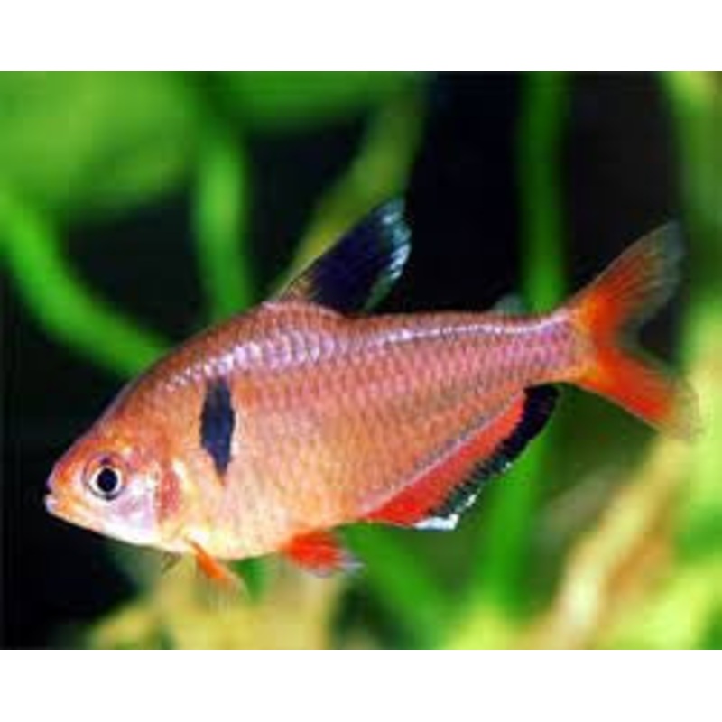 Serpae Tetra "Hyphessobrycon eques"