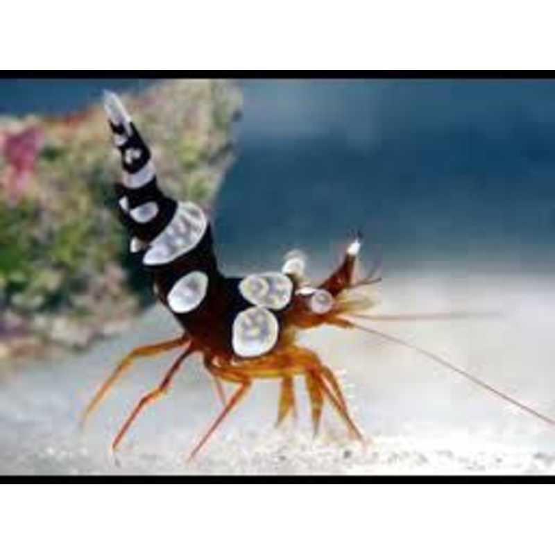 Sexy Anemone Shrimp "Thor amboinensis"