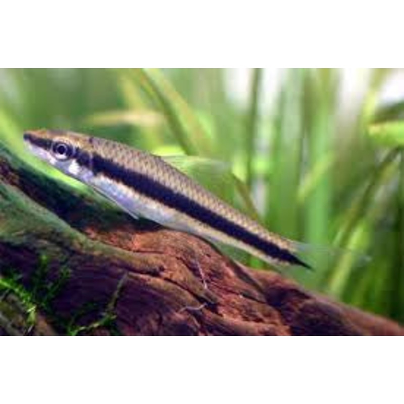 Siamese Algae Eater "Crossocheilus siamensis"