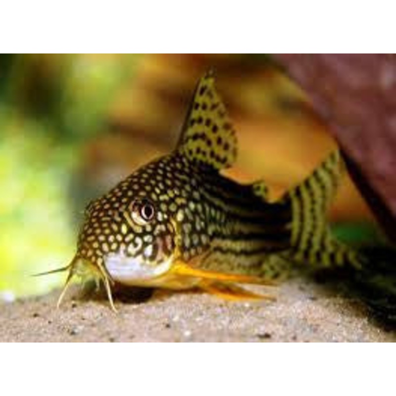Sterbai Cory Catfish "Corydoras sterbai"- Med