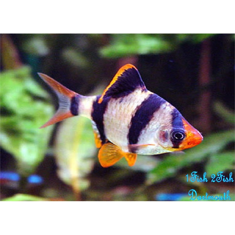 Tiger Barb "Puntius tetrazona"