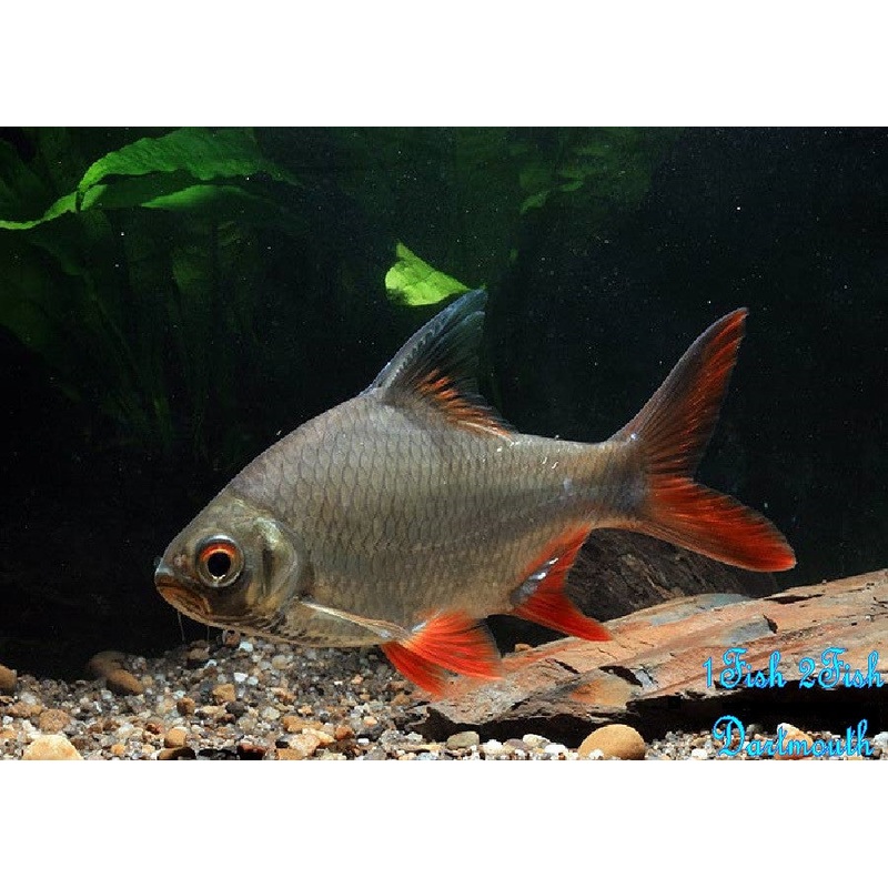 Tinfoil Barb "Barbonymus schwanenfeldii"
