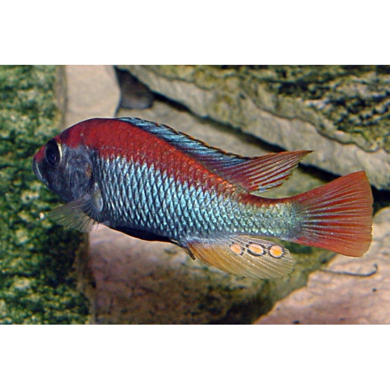 Victorian Flameback Cichlid "Haplochromis sp."