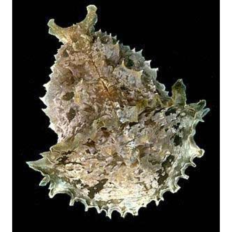 Wedge Sea Slug (Dolabella auricularia)