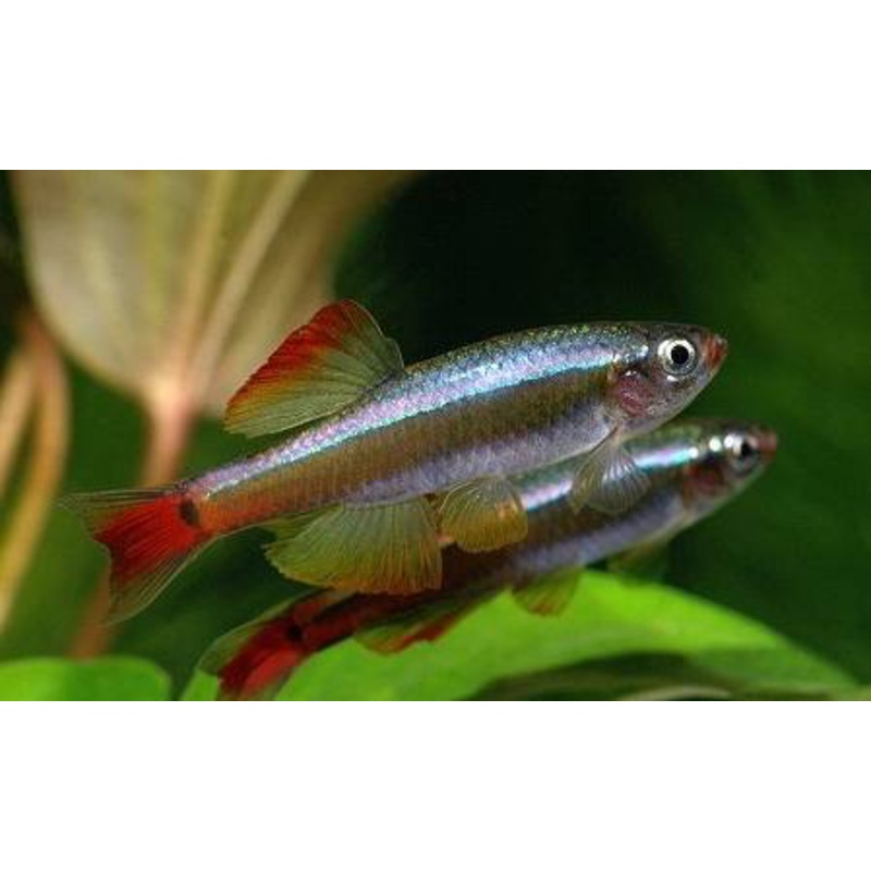 White Cloud Mountain Minnow - "Tanichthys albonubes"