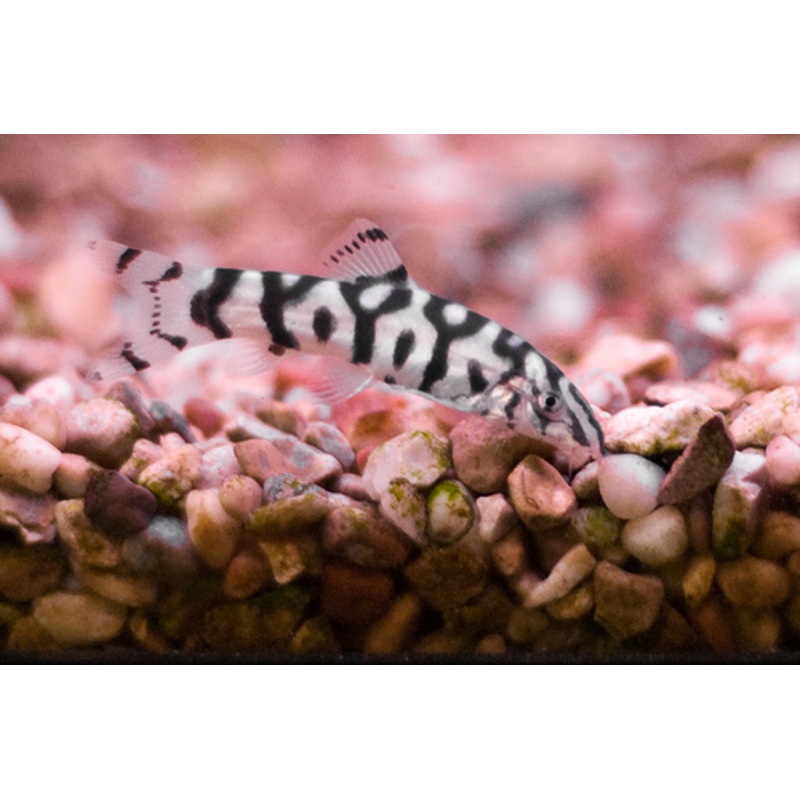 Yoyo Loach "Botia lohachata"