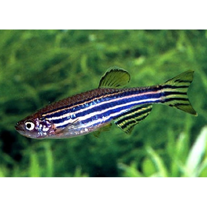 Zebra Danio "Danio rerio"