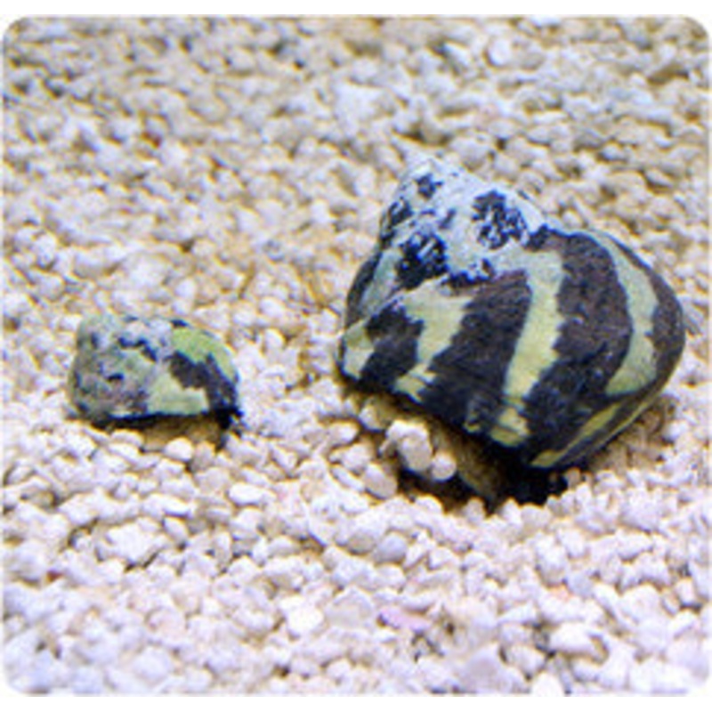 Zebra Turbo Snail "Turbo sp."