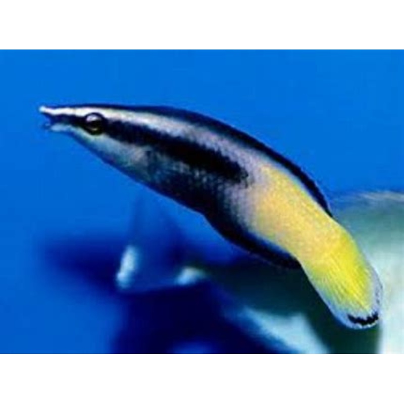 Bicolor Cleaner Wrasse