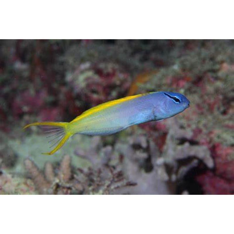 Forktail Blenny
