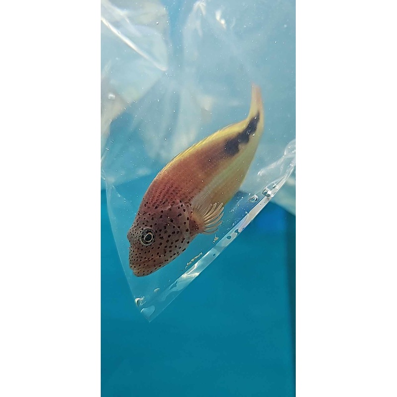 Foster hawk fish