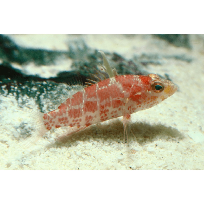 Geometric Pygmy Hawkfish