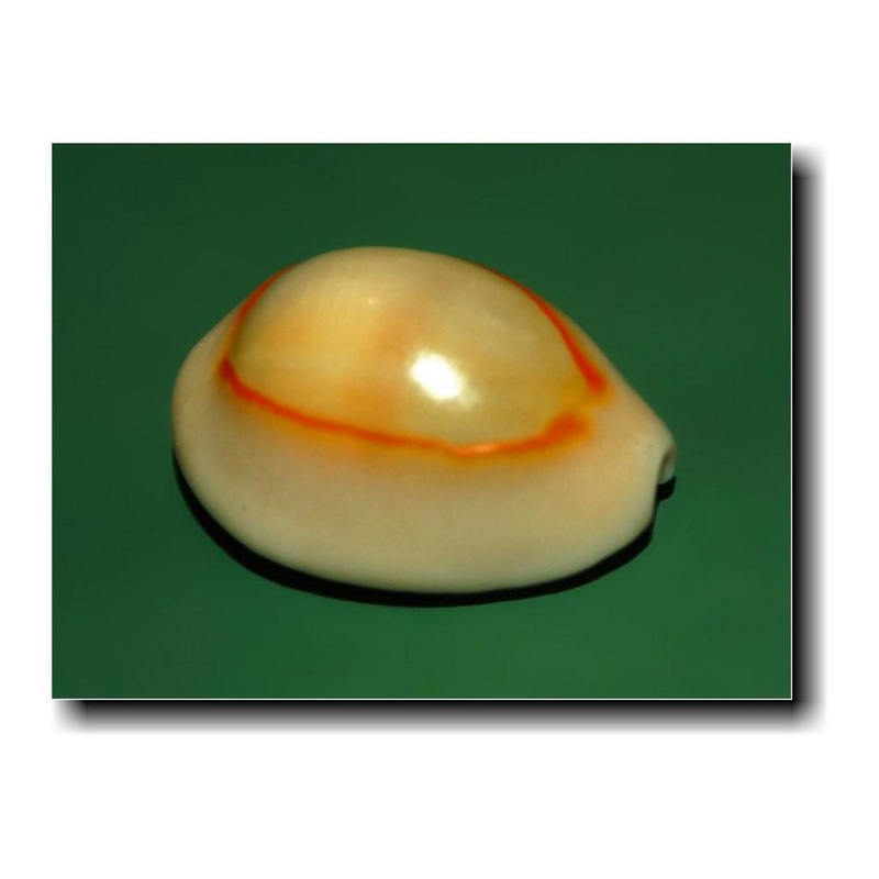 Gold Ring Cowrie Snail