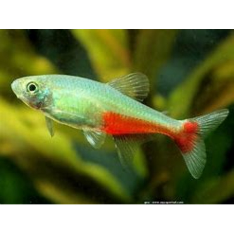 Green Fire Tetra