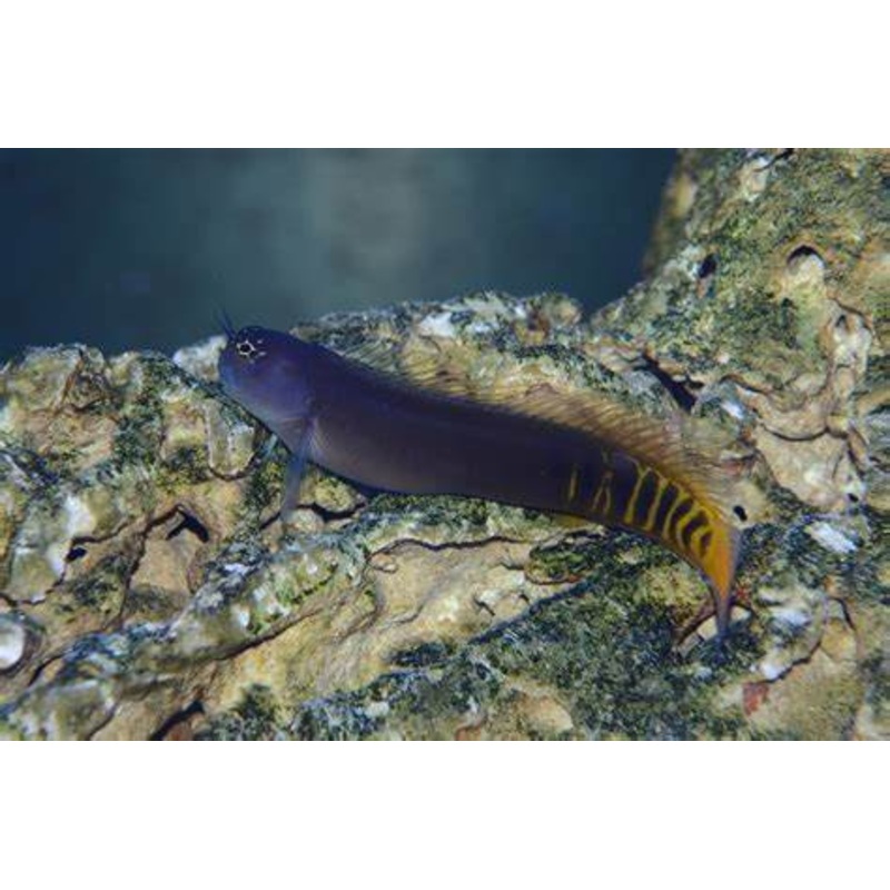 Gulf Blenny