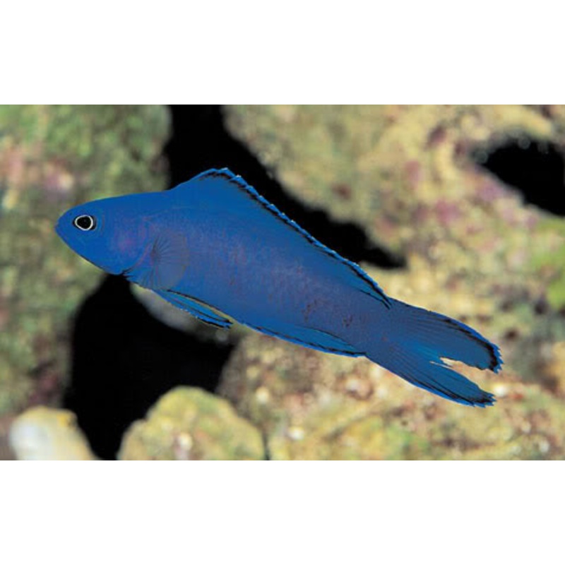Macneill's Assessor Basslet