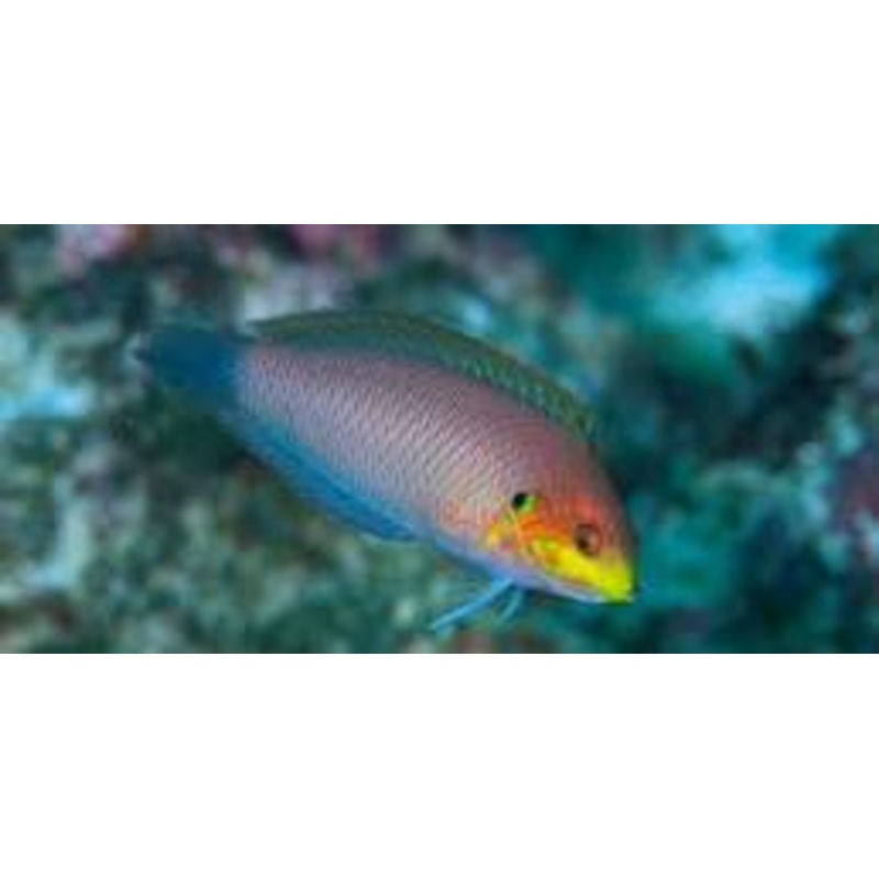 Moyer's Leopard Wrasse