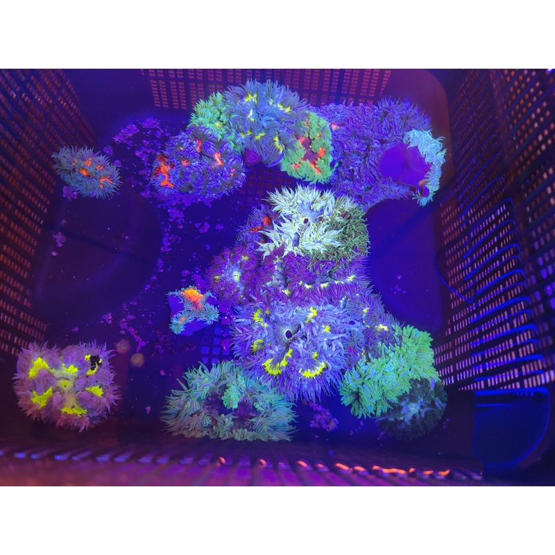 Rock Flowers