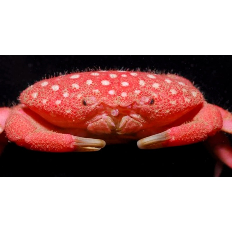 Strawberry Crab