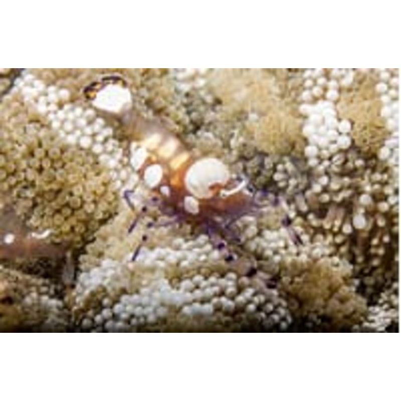 White Spot Anemone Shrimp