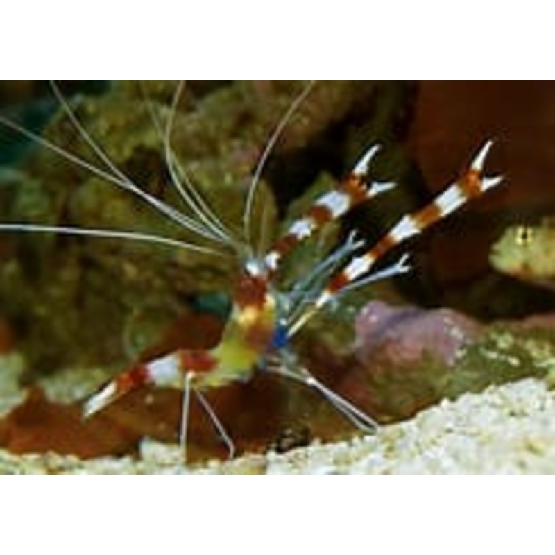 Yellow Banded Coral Shrimp