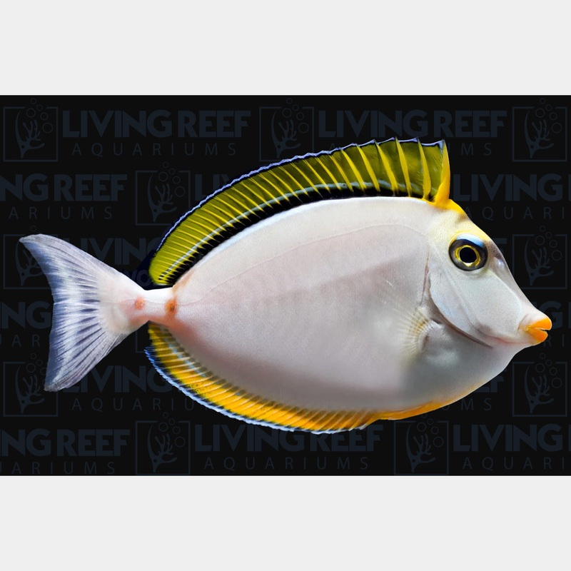 Blonde Naso Tang