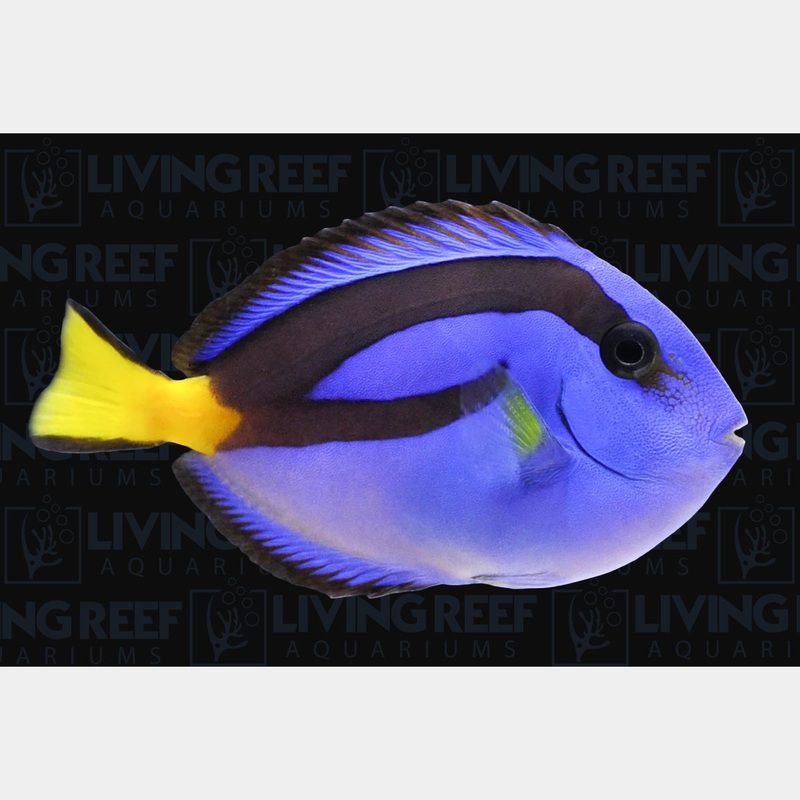 Blue Regal Hippo Tang