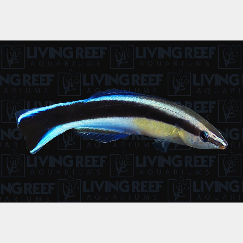Blue Streak Cleaner Wrasse