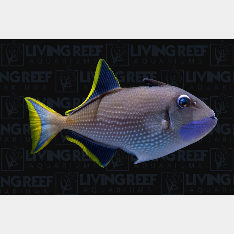 Blue Throat Trigger