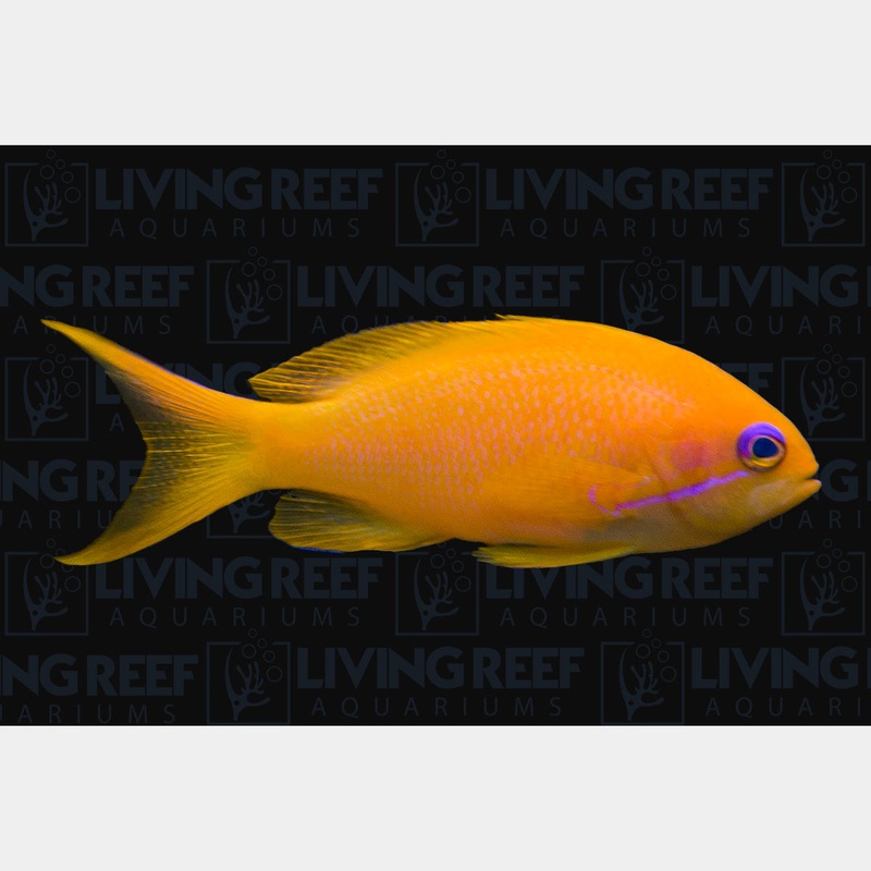 Common Anthias