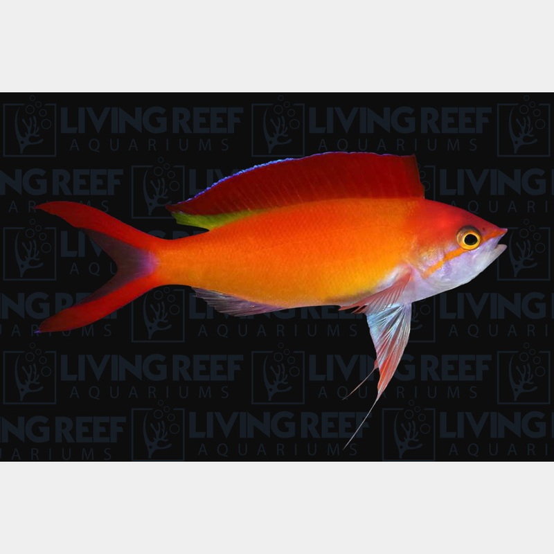 Dispar Anthias