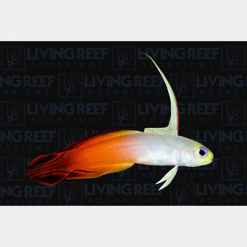 Firefish