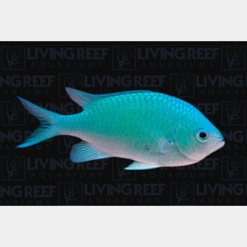 Green Chromis